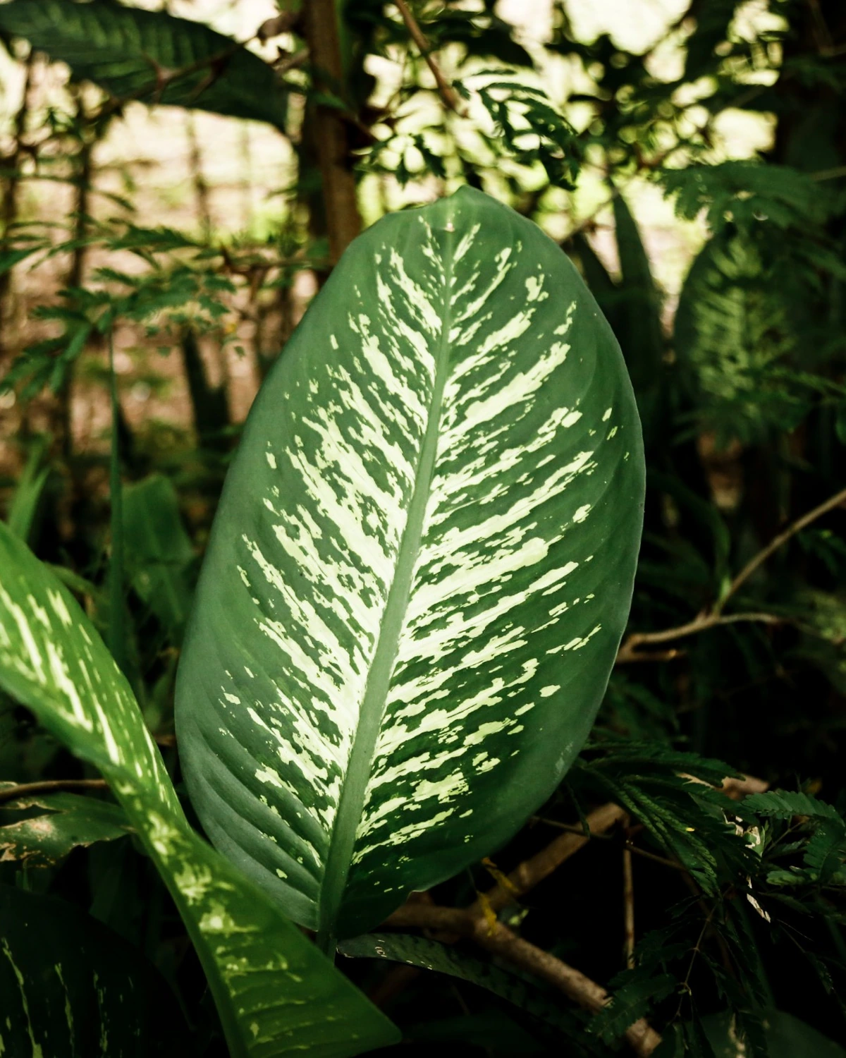 Área verde exuberante nos arredores do Singulare