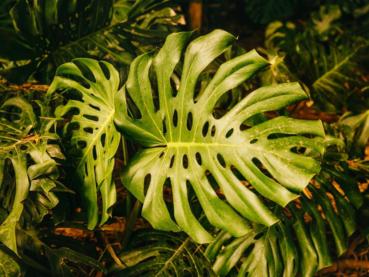 Paisagem natural próxima ao condomínio Singulare