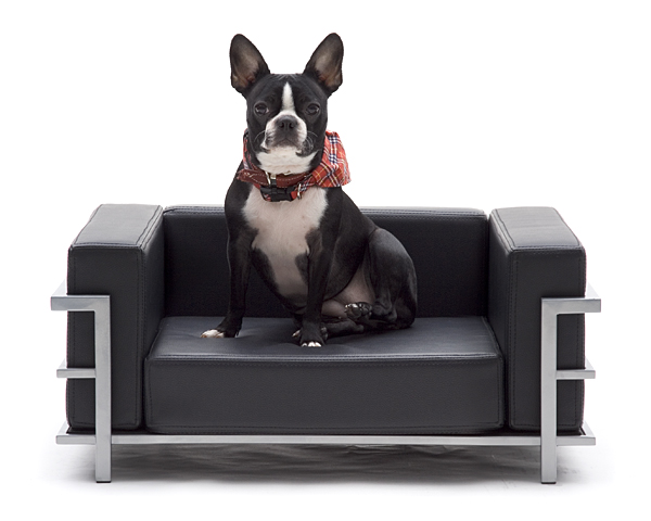 Sofá para cachorro: estofado pode ser um charme na decoração - VKR  Empreendimentos