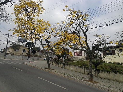 Morar em Araucária: Quais os principais benefícios e vantagens?